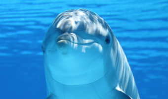 Delfín spí jen polovinou mozku