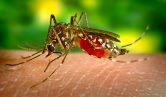 Kolik komárů by vysálo človeku všechnu krev?